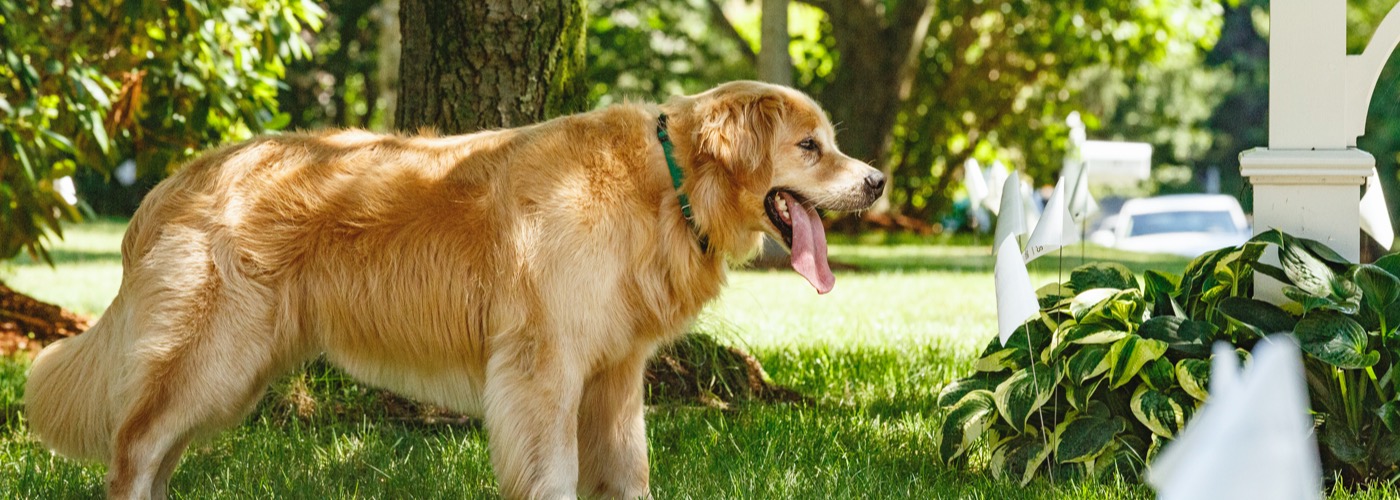 DogWatch of Green Country, Tulsa, Oklahoma | Outdoor Hidden Dog Fences Slider Image