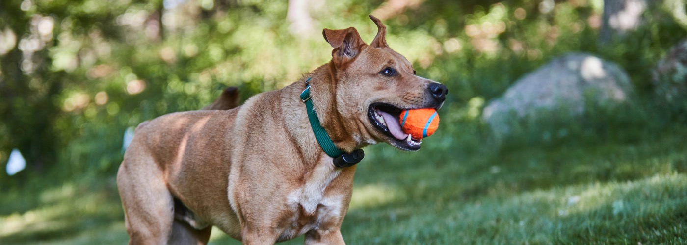 DogWatch of Green Country, Tulsa, Oklahoma | ProFenceX Slider Image